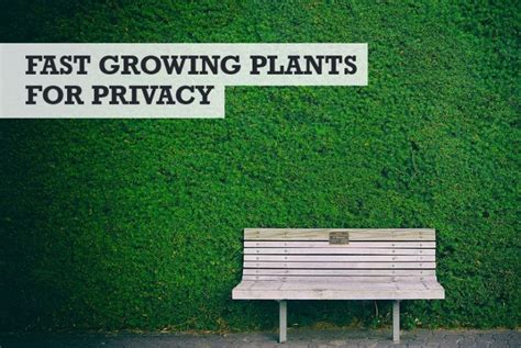 17 Best Quick Growing Plants For Privacy And Screening