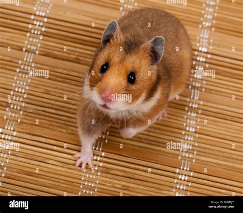 Golden Or Syrian Hamster Or Goldhamster Mesocricetus Auratus The