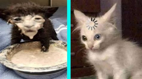 Best Dank Cat Memes Compilation Of 2020 Part 10 From Tiktok Cats