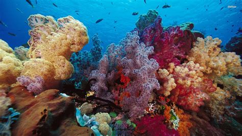 Wallpaper Underwater Coral Reef Habitat Natural Environment