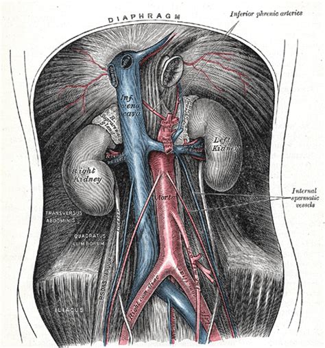 Laterally by the midaxillary line. The Abdominal Aorta - Human Anatomy