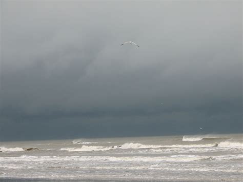Stormy Skies Ocean Seagull Free Stock Photo Public Domain Pictures