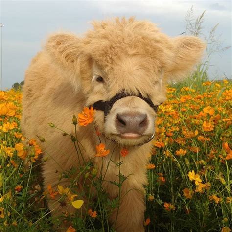 Finn, the Cow Likes Going On Beach Walks - Our Funny Little Site