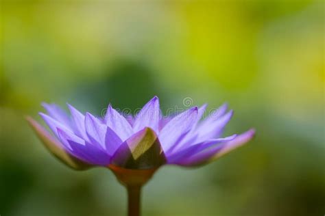 Close Up Of A Lotus Flower Stock Photo Image Of Park 233364536