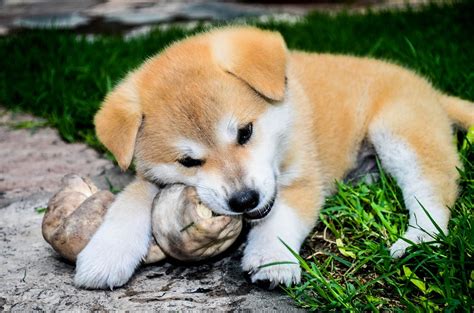 Diese fallen vor allem an den eckzähnen häufig auf. Welpen füttern - so machst Du das richtig - Hunde Ratgeber ...