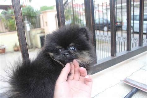Black pomeranian google search pomeranian puppy black. LovelyPuppy: 20140121 Tiny Black Tan Pomeranian Puppy With ...