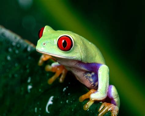 Ng Nature Red Eyed Tree Frog Display Full Image