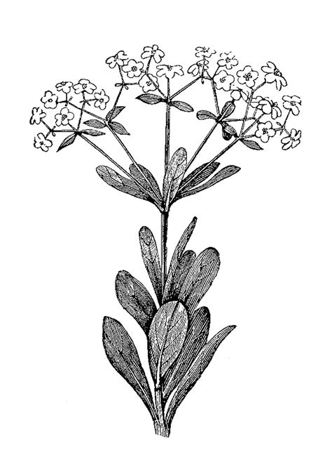 Printable Black And White Botanical Prints Printable Word Searches