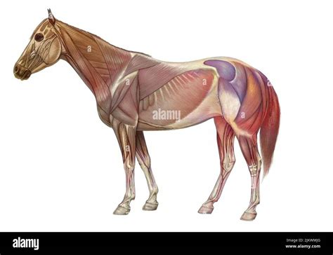 Anatomy Of The Horse With Its Muscular System Stock Photo Alamy