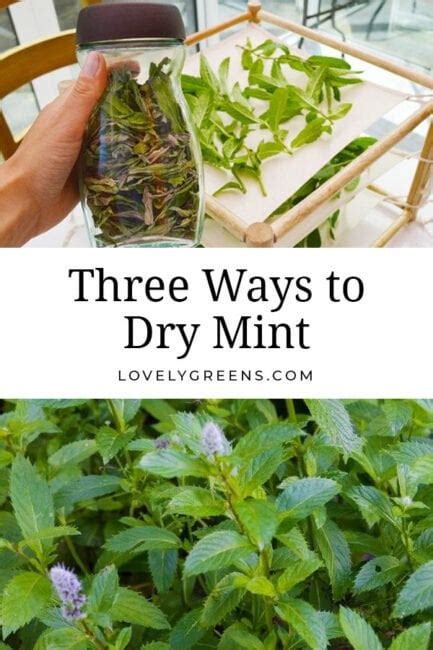 How To Dry Mint Three Easy Ways Lovely Greens