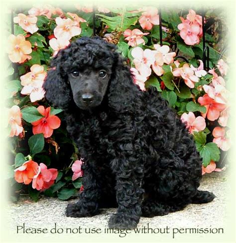 Breeders of merit are denoted by level in ascending order of: Red Standard Poodle Puppies For Sale Texas