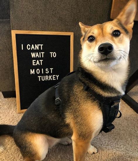 14 Funny Shiba Inu Memes That Will Make You Smile Page 2 Of 3 Petpress