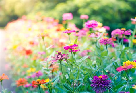 ¿cuáles Son Las Mejores Flores Para El Verano Interflora