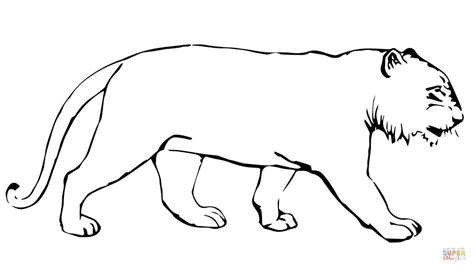 ️tiger Without Stripes Coloring Page Free Download