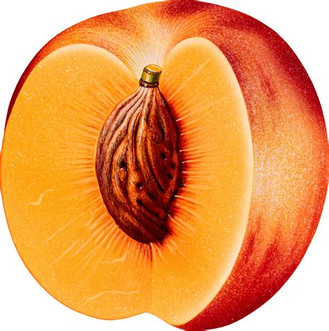 Morbi purus libero, faucibus adipiscing. Peaches clipart peach slice, Peaches peach slice ...