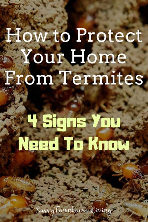 How To Protect Your Home From Termites And 4 Signs You Need To Know