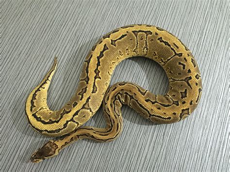 Pinstripe Yellow Belly Morph List World Of Ball Pythons