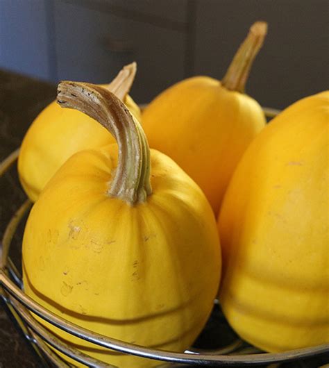 Spaghetti squash grows during the warm summer months and produces mature fruits in late summer or fall. Spaghetti Squash - Gammondale Farm