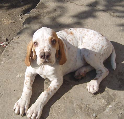 5 Highly Unusual Dog Breeds with Unique Traits