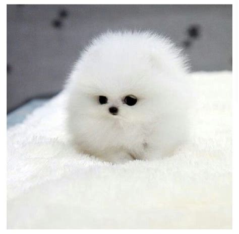 White Teacup Pomeranian Its Like A Fluff Ball Cute Animals Cute