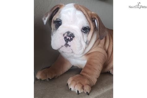 We are a small, however, dedicated breeders of the finest quality of rare exotic colored olde english bulldogges. English Bulldog puppy for sale near San Diego, California. | a54f33b6-d491