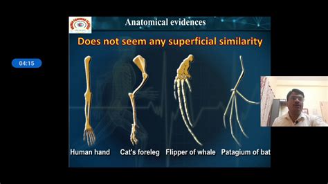 Morphological And Anatomical Evidences Of Evolution Youtube
