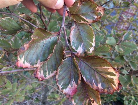 New Beech Trees Leaves Are Browning Gardening Qanda With George Weigel