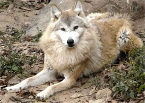 20 Extinct or Endangered Wolves | HubPages
