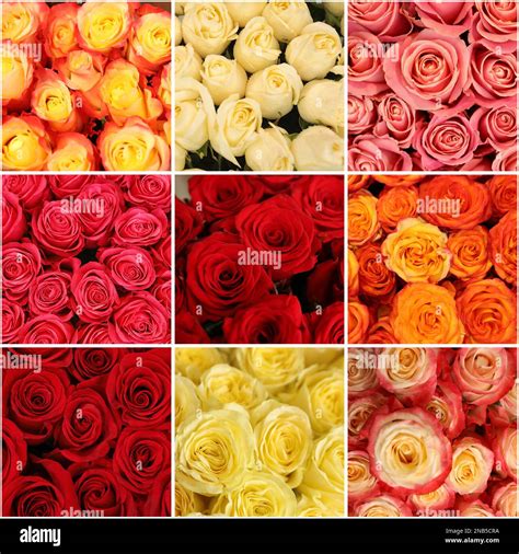 Collage With Photos Of Beautiful Fresh Flowers Stock Photo Alamy