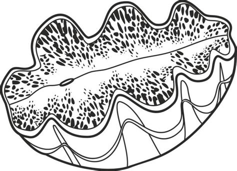 *free* shipping on eligible orders. Giant Clam Illustrations, Royalty-Free Vector Graphics ...