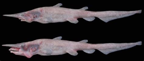 The Goblin Sharks Slingshot Jaws Are The Fastest Of Any