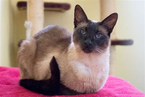 Kimchi Female Balinese X Siamese Mix Cat In Act Petrescue