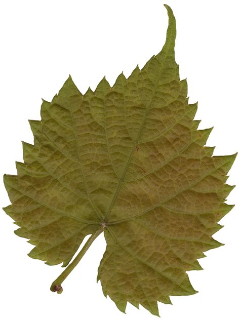 Plant Textures Leaf03png