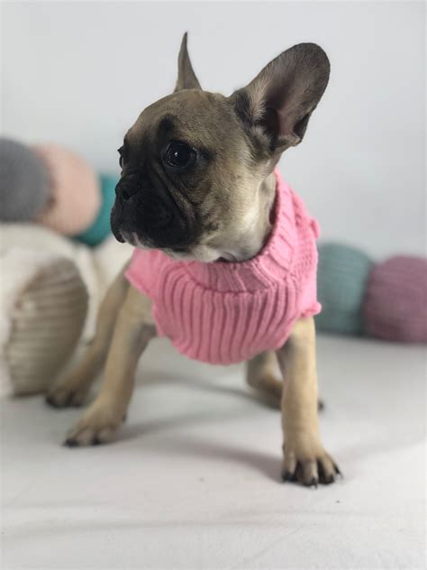 Our Guide French Bulldog Colors And Color Patterns