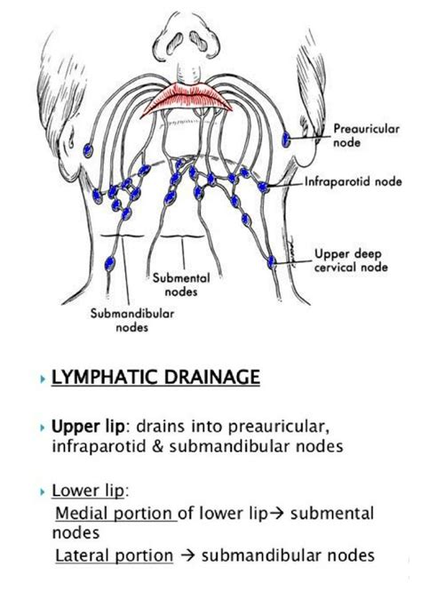 Lymphatic Drainage Of Lip Lymphatic Drainage Anatomy Lymphatic