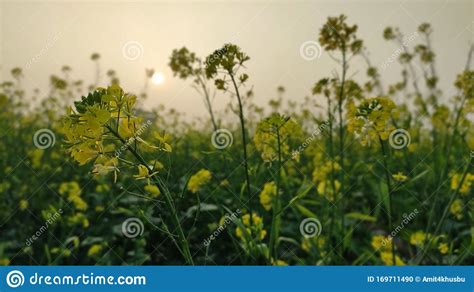 Mustard Flower In The Agricultural Field With Open Sky Stock Photo