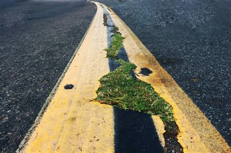 Urban Nature Grass Growing Out Of Road Andrew Flo