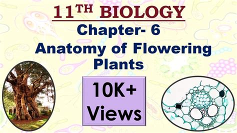 11th Ncert Biology Chapter 6 Anatomy Of Flowering Plants Neetaiims