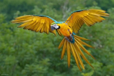 Flighted Pet Parrots Macaw Parrots Wallpaper Birds Rainforest