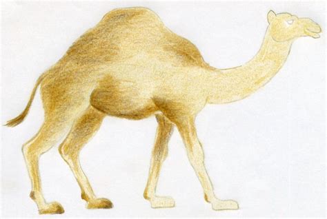How To Draw A Camel Simple Quick In Color Pencil
