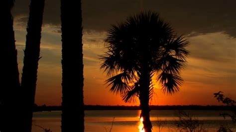 Palm Tree In Florida Ocean Sunset Stock Footage Video