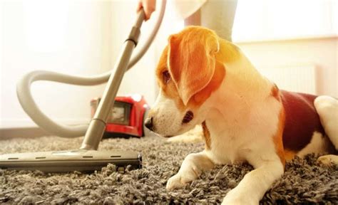 The best vacuum for dog hair will depend on your specific needs, but there's some things to consider. 12 Best Vacuums For Dog Hair 2021 Reviews
