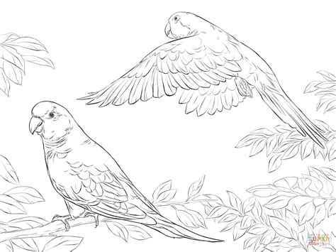 It includes music by satie, bizet, rossini, mussorgsky, strauss ii, ravel, offenbach, brahms and tchaikovsky. Two Quaker Parrots coloring page | Free Printable Coloring ...