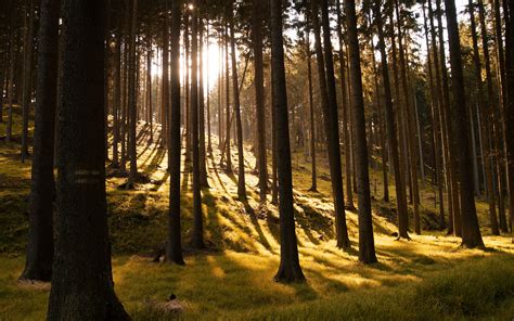 Download Wallpaper 3840x2400 Trees Forest Grass Sunlight Shadows