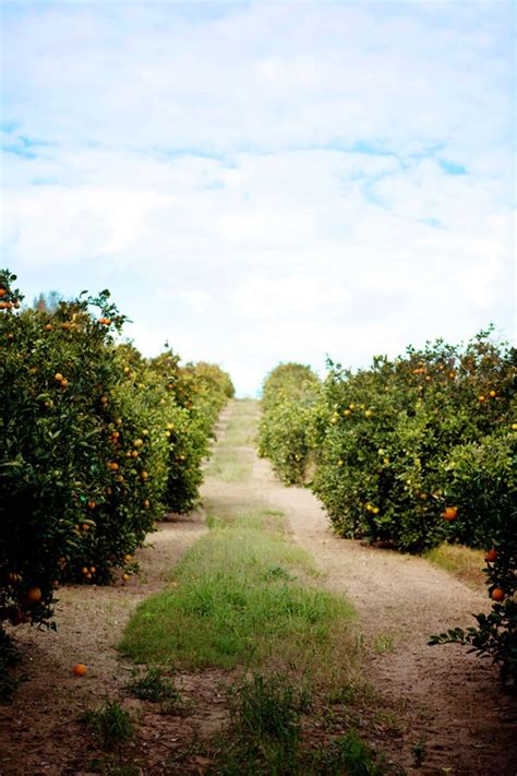 Orange Groves Florida Oranges The Great Outdoors Scenery