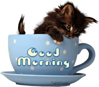 Choose your favorite good morning gifs and they will be share to your family and friends. GIF morning - animated GIF on GIFER