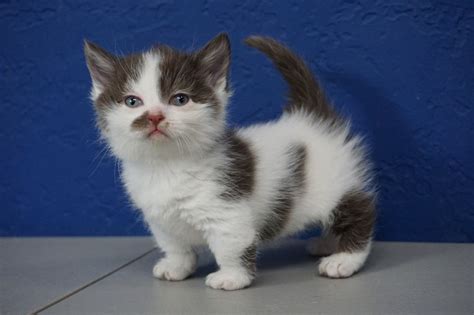 How can anyone deny oneself a pleasure of settling such a nice little kangaroo at home? Munchkin Kittens for Sale | Buy Munchkin Cat Near Me (With ...