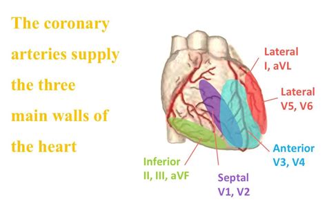 Coronary Circulation As It Relates To A 12 Lead Ekg Nurse Study Notes