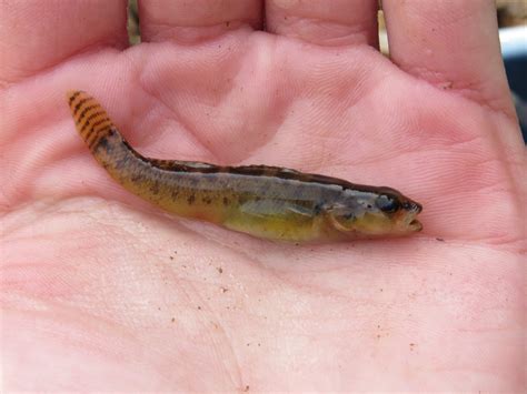 Etheostoma Kennicotti Fishes Of The Upper Green River Ky · Inaturalist