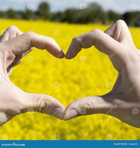 Love Shape Hands Heart On Yellow Field And Blue Sky Stock Photo